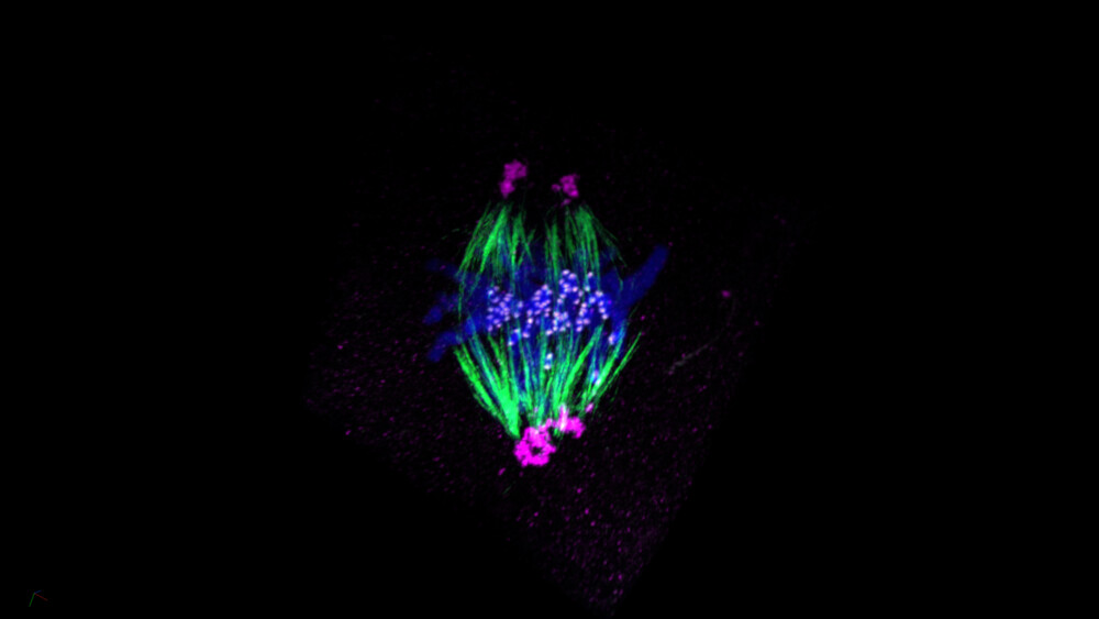 Dual spindle. Credit: Judith Reichmann / EMBL