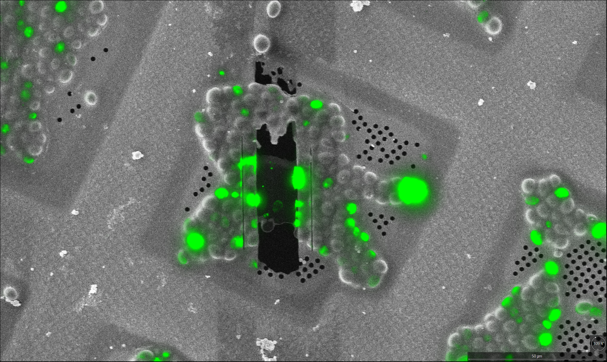 Lamella through plunge frozen yeast cells imaged with the iFLM inside the Aquilos 2. Credit Zhengyi Yang / EMBL.