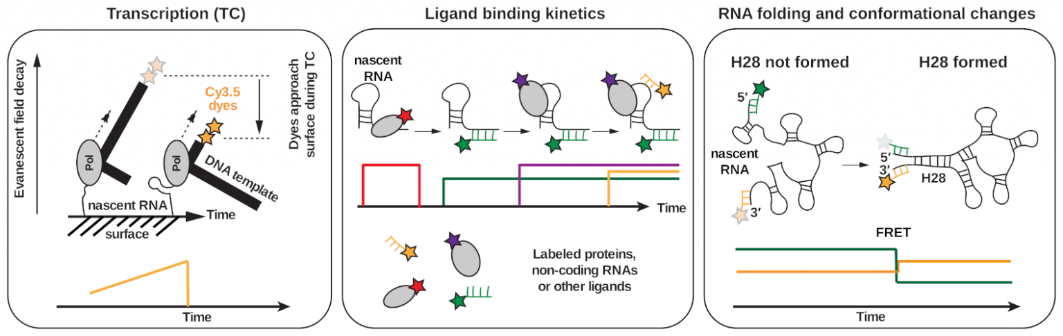 Duss Group – Assembly mechanisms and function of protein-RNA complexes ...