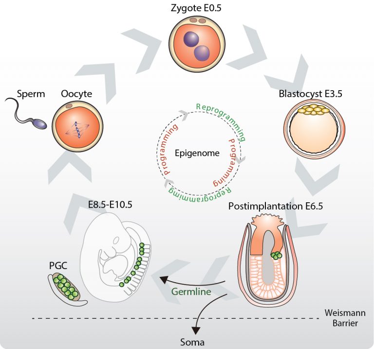 Hackett Group – Epigenetic mechanisms and intergenerational inheritance