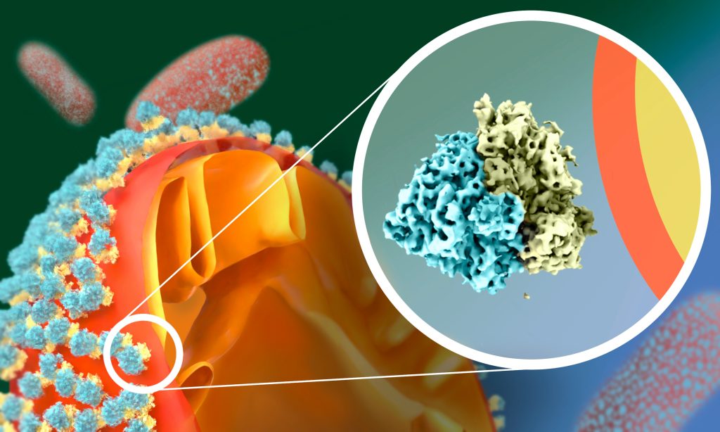 Structure of the hibernating ribosome on mitochondria of starved yeast.