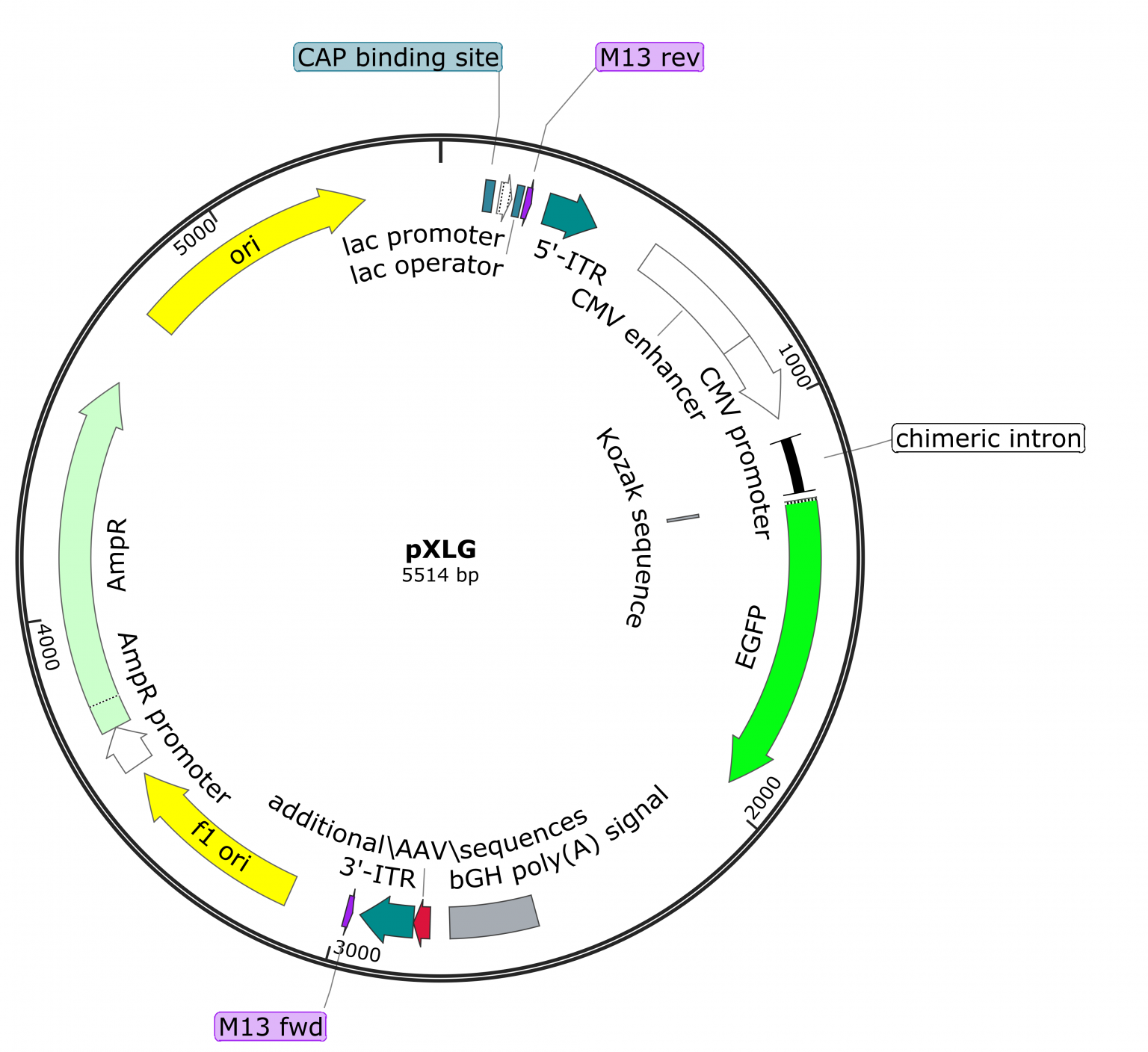 Mammalian expression vectors – Protein Expression and Purification Core