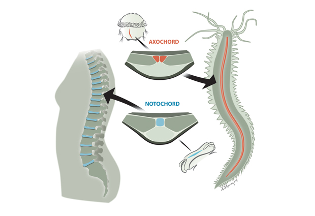From Worm Muscle To Spinal Discs Embl