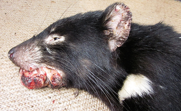 DFTD is a fatal condition in Tasmanian devils