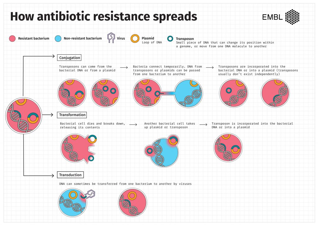 Potential Way To Limit Antibiotic Resistance | EMBL