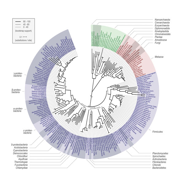 phylogenetic tree of life wallpaper