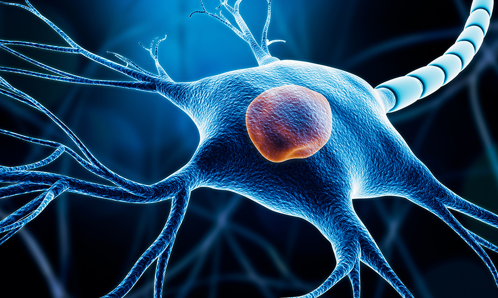 stem cells neurons differentiation