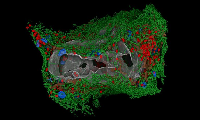 Cell under attack | EMBL