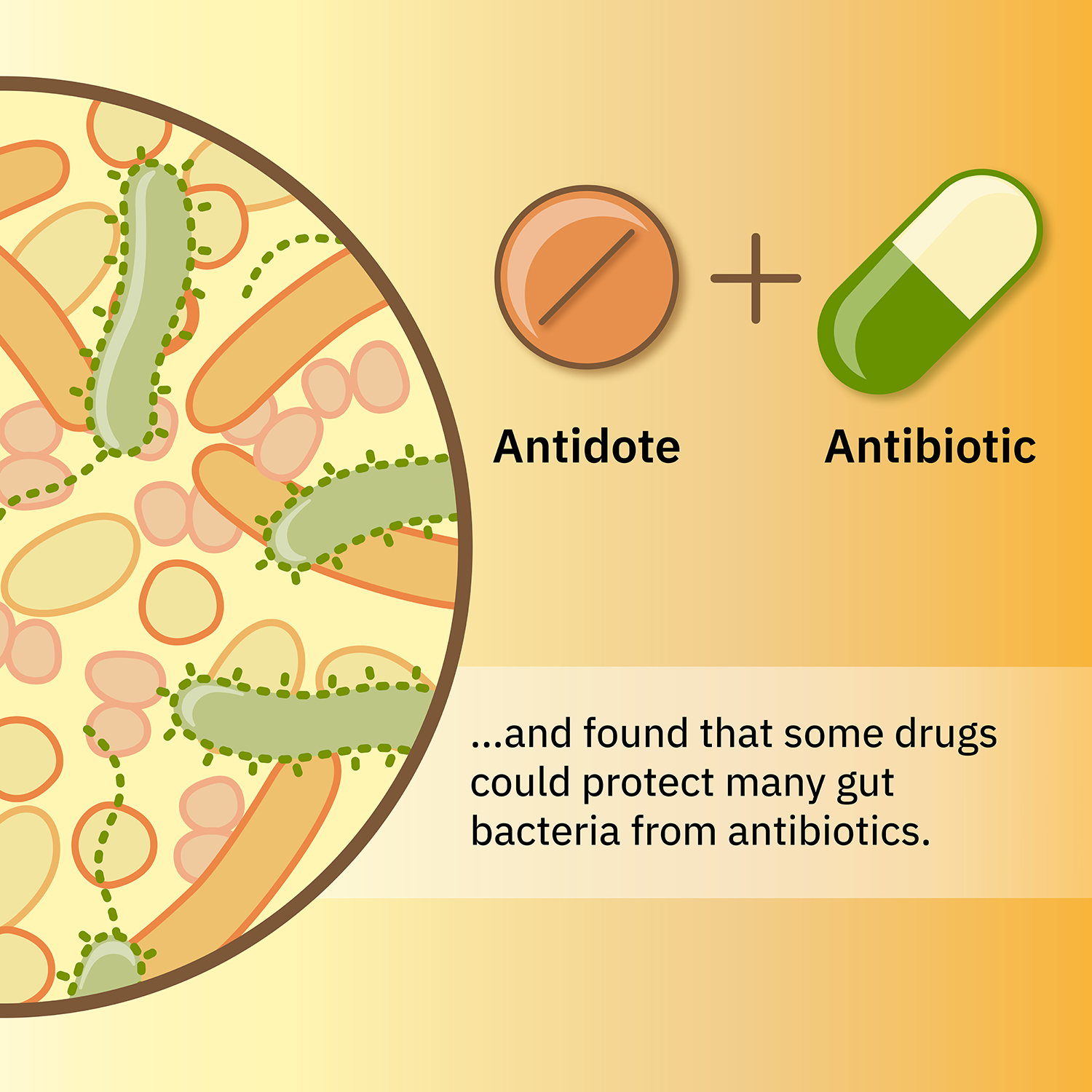 Tackling The Collateral Damage From Antibiotics EMBL