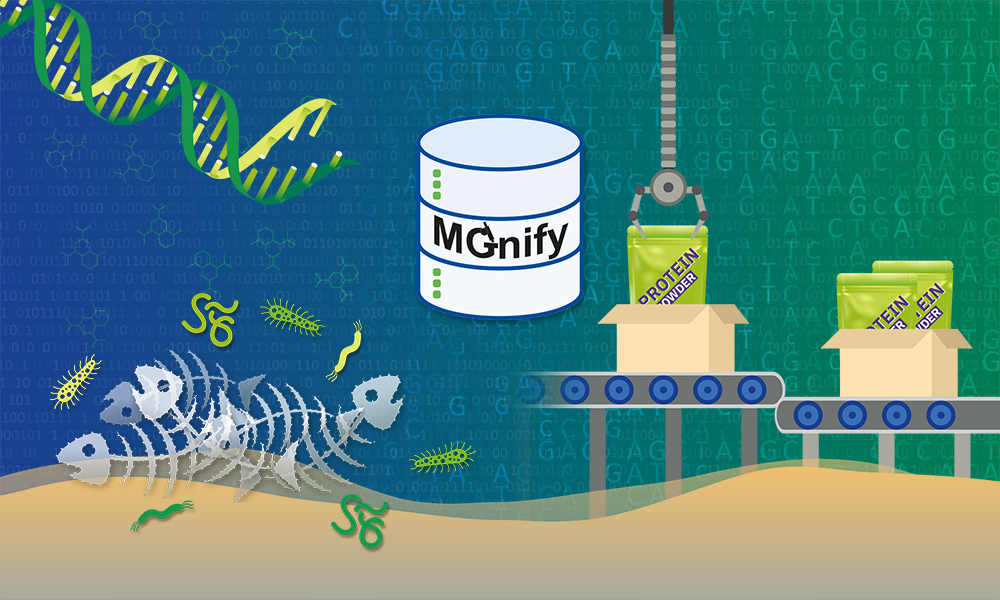 Illustration showing fish bones on the sea floor, surrounded by DNA helix and microbe icons. In the centre is an icon that looks like barrel, with the word MGnify on it, symbolising the MGnify database for microbiome data. On the right are green sachets with the words "protein powder"on them. The illustration is meant to represent some of the elements required when upcycling fish and more generally animal bone into protein powder.