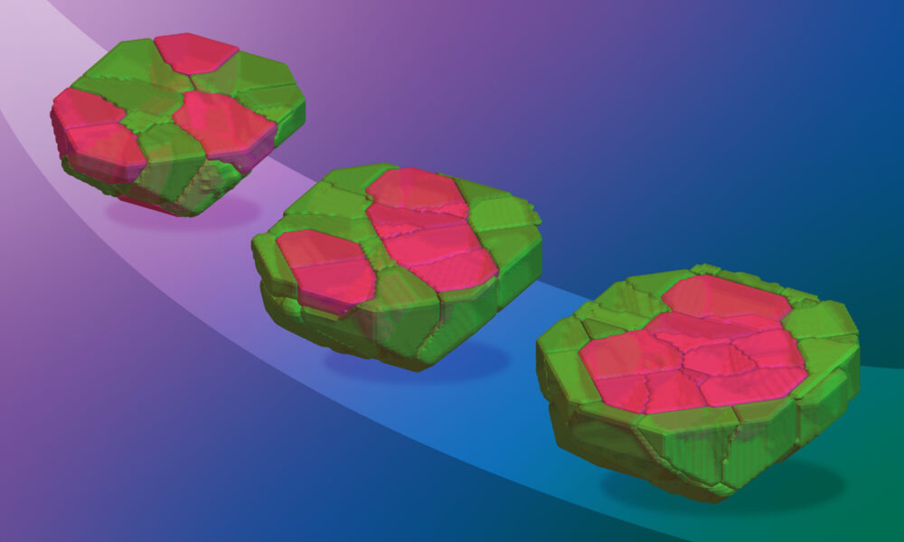 A progression of three images against a blue/purple background. Each image shows a simulated mouse embryo inner cell mass with two types of cells marked in pink and green respectively. From the first to the third image, the pink cells slowly move from the outer edge to the inside of the mass.