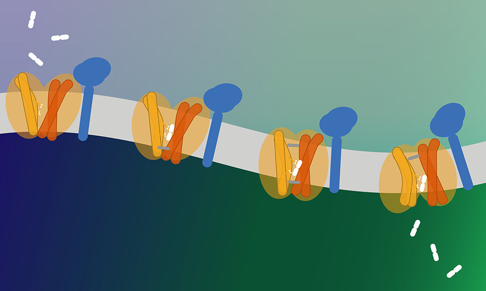 A schematic of transport of dipeptides (white sticks) by the GLMP-MFSD1 complex. The transporter undergoes the common alternating access mechanism transitioning from outward-open conformation after dipeptide binding in the lysosomal lumen, to the occluded state where both sides of the binding site are closed, to the inward-open conformation enabling dipeptide release to the cytoplasm.