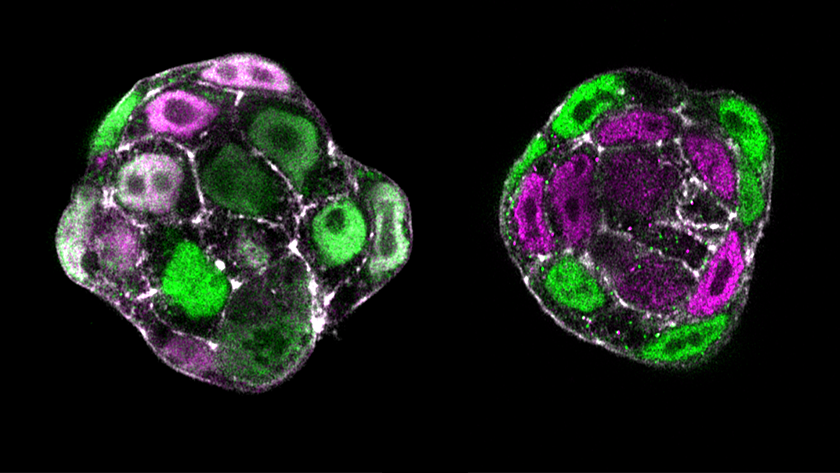 Microscopy images showing the mouse embryonic inner cell mass at two different developmental time points, with two types of cells marked in purple and green.
