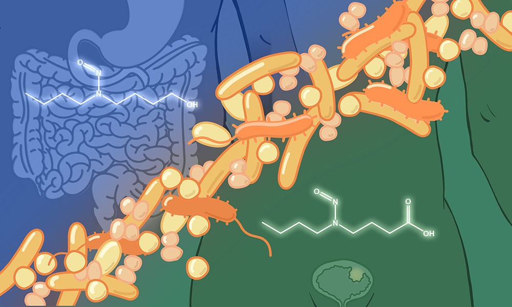 Silhouette of gastrointestinal track alongside an illustrator's representation of the carcinogens and antibiotics that seem to be affected by the gut microbiome