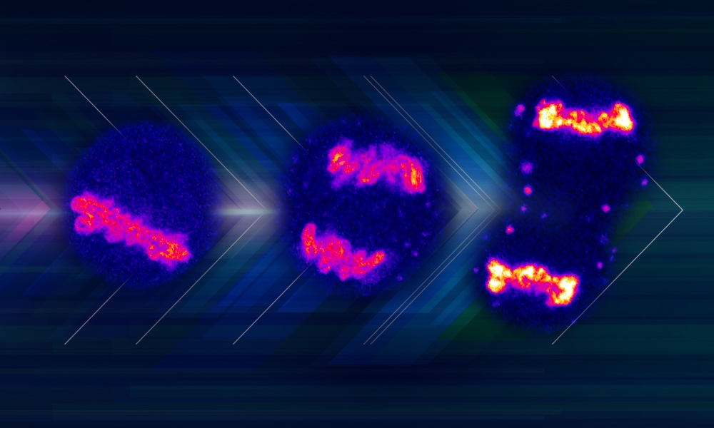 Three images of the cell at different stages of mitosis. In the left: round navy shape and irregular thick magenta line within it. In the middle: the same round shape with two irregular magenta shapes. On the right: Two round navy shapes connected with each other. Each of them holds shiny magenta-yellow clusters.