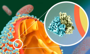 Illustration showing a mitochondrion covered with many ribosomes on the left, and a zoom in to the molecular structure of a ribosome facing a membrane with its smaller subunit on the right.