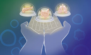 Illustration showing a pair of human hands holding up three petri dishes, with a miniature pancreas, intestines, and lungs respectively.