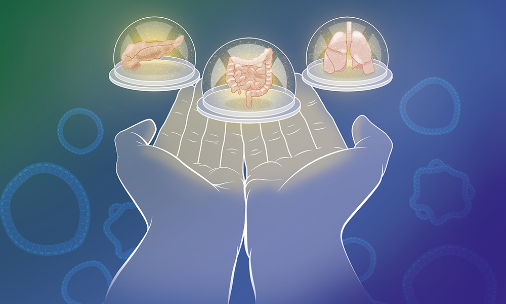 Illustration showing a pair of human hands holding up three petri dishes, with a miniature pancreas, intestines, and lungs respectively.