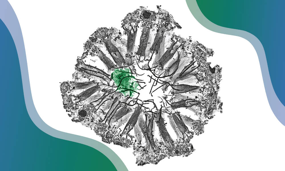 SEM image of sponge cells several grey-cylinder like shapes arranged in a circle, with a green spot in the centre.