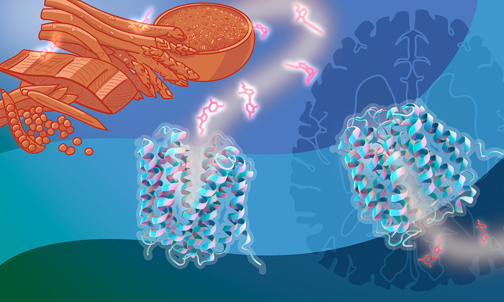 Visual metaphor showing the transport of vitamin B1 in the body. In the upper left, food products in orange colour: peas, salmon, asparagus, bowl of rice. In the right, human brain in dark blue. The left and right parts of the picture are connected with a band in light blue. In the band, are two structural models of the SLC19A3 transporter, in light blue. The one on the left has an opening facing the foods, and is receiving vitamin B1 molecules, marked in orange, coming from the top. The model on the right, visible on top of the brain image, is open towards the bottom right, and some vitamin B1 molecules are exiting it towards the bottom right.