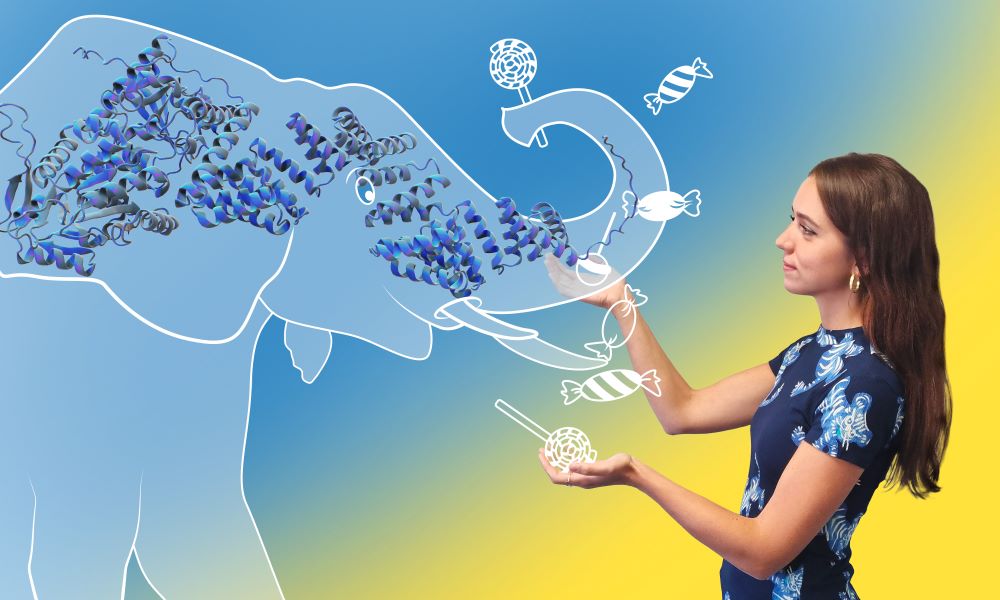 Photo of Sofia who is stretching her hands towards an illustrated elephant, which is offering her sweets. On the head of the elephant, is overlaid with a molecular model of the protein OGT, which has a similar shape.