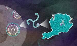 On the left: illustration of a cell with colourful vesicles inside it. In the middle, model of the propeller-shaped molecular structure of clathrin in light blue. In the right, a roundish light blue shape with a protrusion and three colourful elements attached to it.