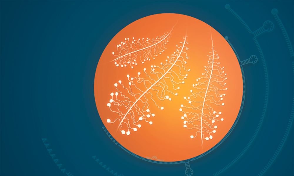 RNA strands seen inside an orange circle as well as surrounding it.