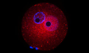 Colourful image of mouse cells