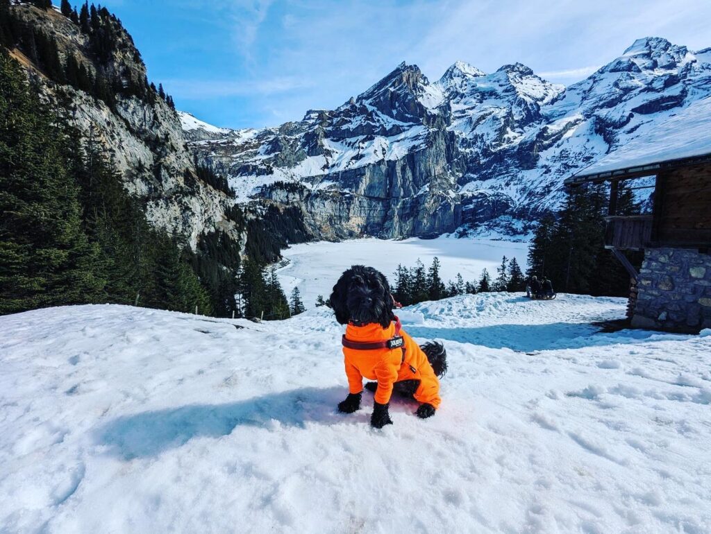 Dog in an orange jacket in the snow 