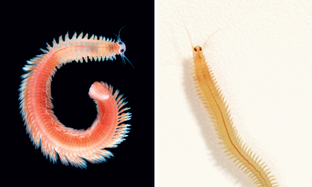 The image shows two worms. In the left, the worm has a red body and a white head and is positioned in circle. In the right, the worm has a yellow body and is positioned in a vertical line.