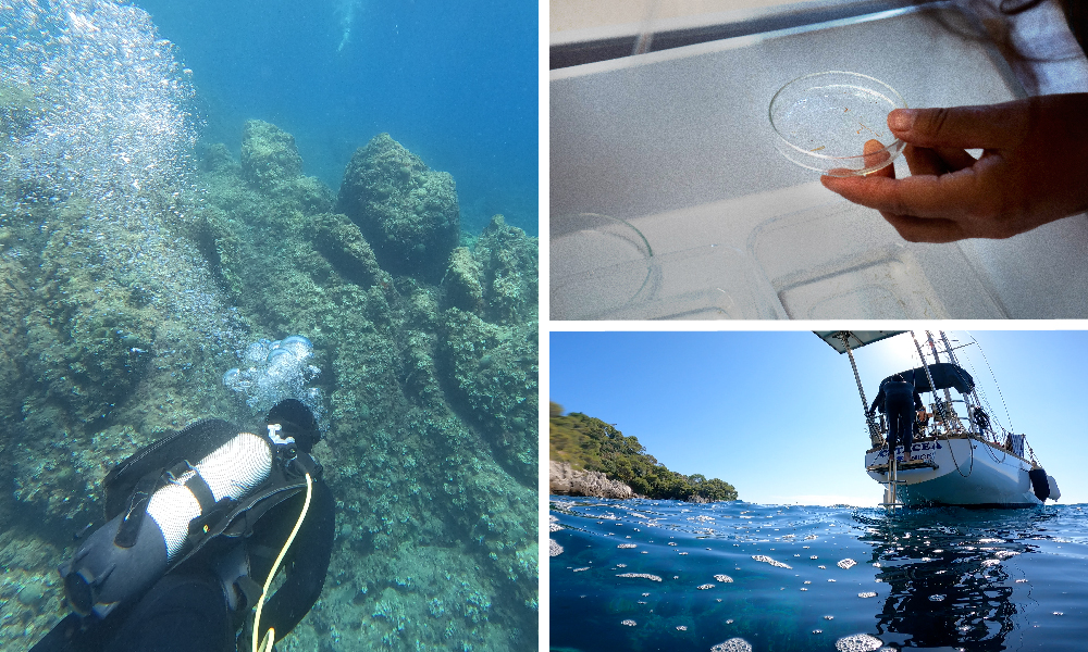 The visual is composed by three different photographs. In the left, it is shown a picture of a person diving in the ocean. In the right, there is two photographs: in the top, a hand of a person holding a plate while the one on the bottom shows a boat in the ocean.