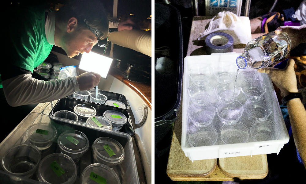 The visual has two different photographs, both with a night background. The first, shows a boy looking into glasses using a lantern. The second, shows several glasses being filled with a transparent liquid.