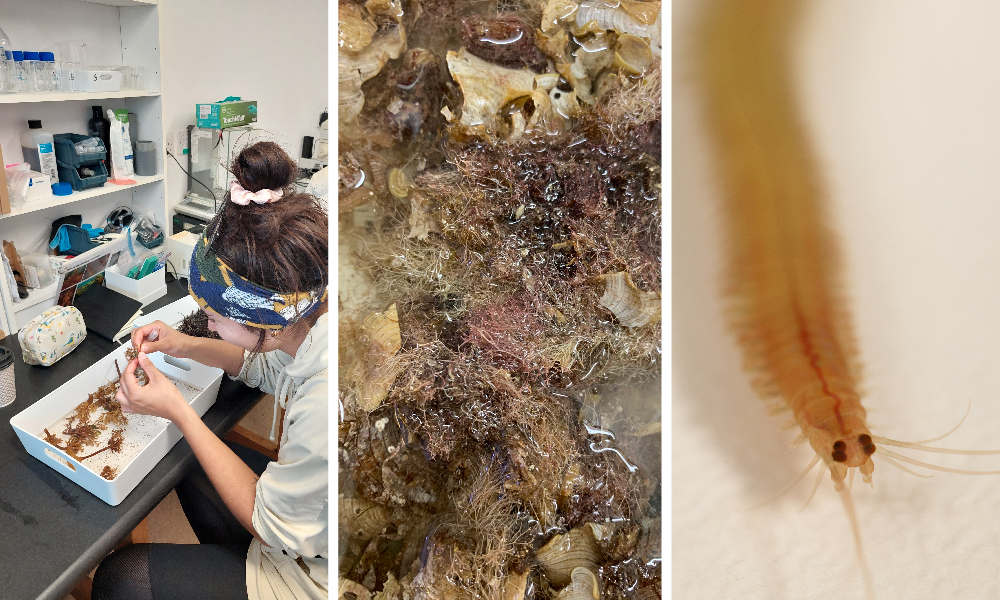 The visual has three different photographs: the first shows a girl dissecting something similar to shallow vegetal habitats which are then zoomed in the second image. The third image shows a yellow worm.