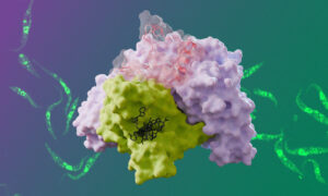 3D representation of a protein complex with fluorescent parasite cells in the background