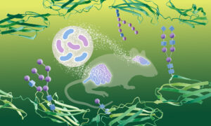 A schematic of a mouse showing the gut and the brain linked by a diffuse stream of light. Brain proteins with glycosyl groups shown in a different colour are seen in the periphery, and an inset shows bacteria in the gut.