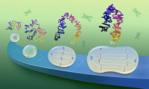 Illustration showing four stages of cell division placed along a blue 'road’ on a green background. On top of each cell division stage, there is a coloured chromosomal trace showing how its structure grows more compact as cell division proceeds.