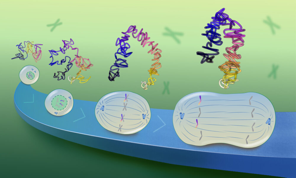 Illustration showing four stages of cell division placed along a blue 'road’ on a green background. On top of each cell division stage, there is a coloured chromosomal trace showing how its structure grows more compact as cell division proceeds.